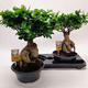 Plantes vertes et fleuries : Ficus Microcarpa Ginseng pot de 23cm