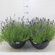 Plantes vertes et fleuries : Lavandula An Hidcote Schaal pot de 33cm