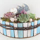 Plantes vertes et fleuries : Compo succulentes Déco maritime long 34cm H.25cm