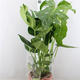 Plantes vertes et fleuries : Monstera Deliciosa pot 21 H.75cm 