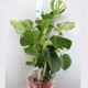 Plantes vertes et fleuries : Monstera Deliciosa Pot de 27 H.90cm