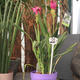Plantes vertes et fleuries : Plante fleurie pot 14 H 70cm