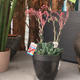 Plantes vertes et fleuries : Echeveria pot 14cm H40cm avec fleurs
