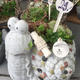 Plantes vertes et fleuries : Composition plantes succulentes