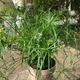 Plantes vertes et fleuries : Papyrus pot 14 H.80cm