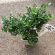Plantes vertes et fleuries : Ilex crenata bonsaï pot 13 H 40cm