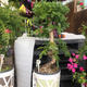 Plantes vertes et fleuries : Araucaria pot 20 H 100cm