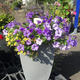 Plantes vertes et fleuries : Pétunia pot