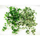 Plantes vertes et fleuries : Hedera pot de 9