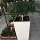 Plantes vertes et fleuries : Bonsaï araucaria et le grand pot blanc