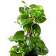 Plantes vertes et fleuries : Scindapsus 
