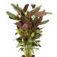 Plantes vertes et fleuries : Ctenanthe hauteur 80cm