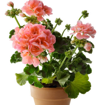 Géranium zonal rose en pot de 15