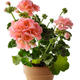 Maison fleurie : Géranium zonal rose en pot de 15