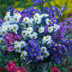 Maison fleurie : Aster