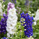 Maison fleurie : Delphinium