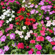 Maison fleurie : Impatiens