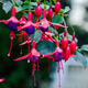 Maison fleurie : Fuchsia