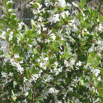 L'Osmanthus Burkwoodii  pot de 9