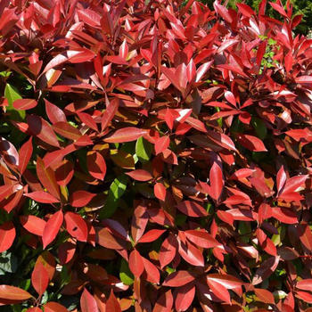 Photinia Fraseri toute tailles 