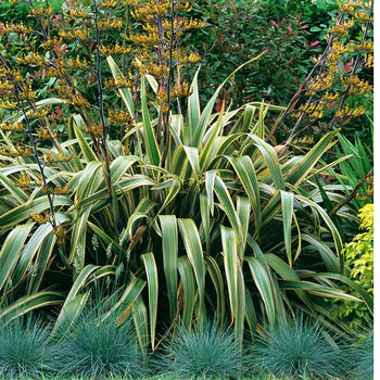 Phormium Tenax Variegatum pot 10 H.80/100