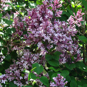 Syringa Lilas commun différentes couleurs CTL 10