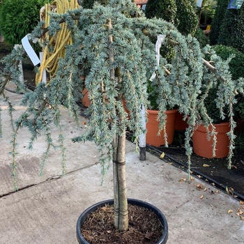 Cedrus atlantica ‘Glauca pendula’ H.160