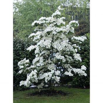 Cornus Kousa CLT 30 H. 125/150