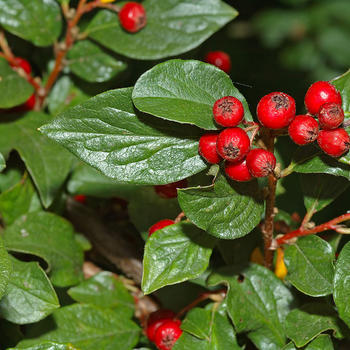 Cotoneaster Mix CLT 3 