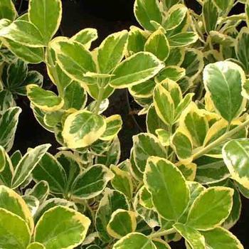 Euonymus Japonica CLT 18 boule 40/45