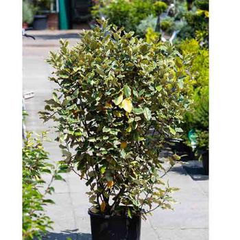 ELAEAGNUS ebbingei 'Viveleg' H.80/100