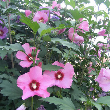 Hibiscus in Varieta CLT 35