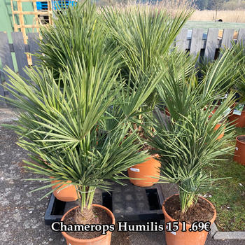 Chamerops Humilis 15 l .69€