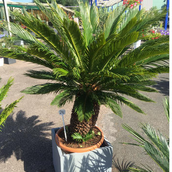 Cycas