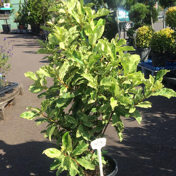 Photinia