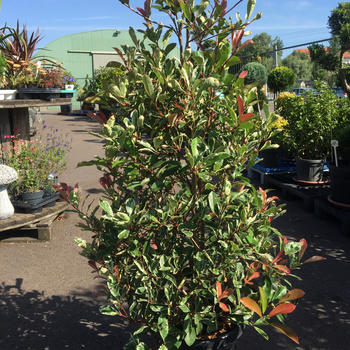 Photinia pyramide