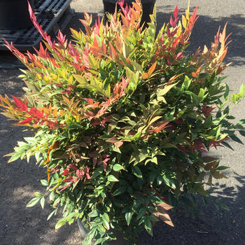 Nandina Buisson