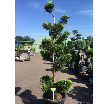 Cupressus 250cm