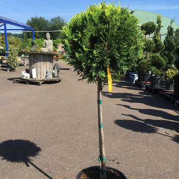 Cupressus boule