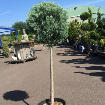 Cupressus boule