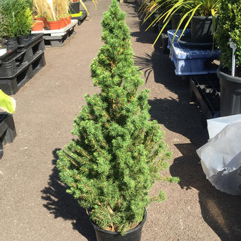 Picea glauca