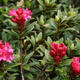 Palmiers Oliviers & Arbustes : Rhododendron