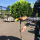 Palmiers Oliviers & Arbustes : Cupressus boule
