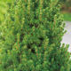 Palmiers Oliviers & Arbustes : Picea glauca