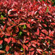 Palmiers Oliviers & Arbustes : Photinia Fraseri toute tailles 