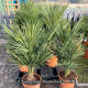 Palmiers Oliviers & Arbustes : Chamerops Humilis 15 l .69€