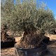 Palmiers Oliviers & Arbustes : 