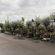 Palmiers Oliviers & Arbustes : 