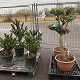 Palmiers Oliviers & Arbustes : 