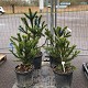 Palmiers Oliviers & Arbustes : 